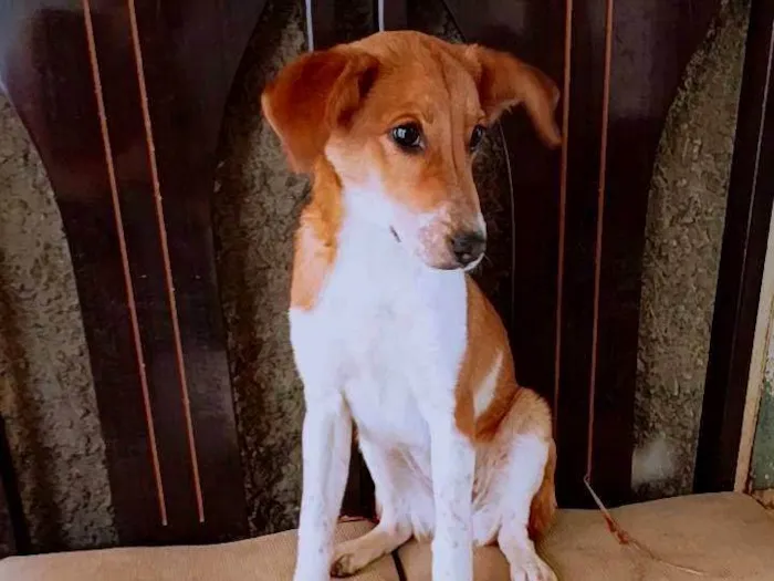 Cachorro ra a SRD-ViraLata idade 2 a 6 meses nome Belinha