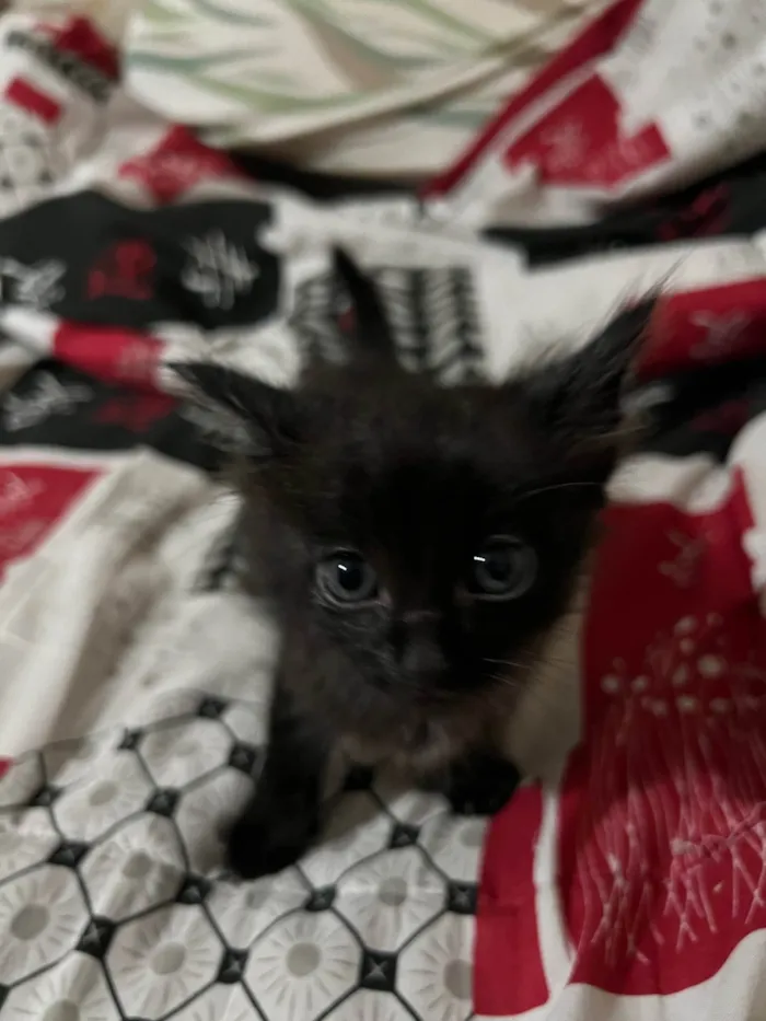 Gato ra a SRD-ViraLata idade Abaixo de 2 meses nome Pretinha