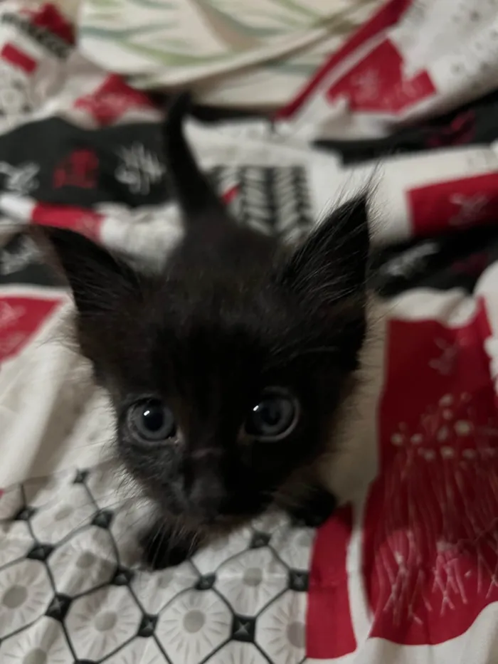 Gato ra a SRD-ViraLata idade Abaixo de 2 meses nome Pretinha