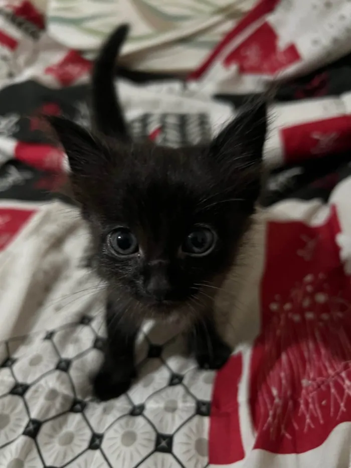 Gato ra a SRD-ViraLata idade Abaixo de 2 meses nome Pretinha