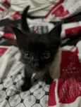 Pretinha