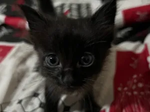 Gato raça SRD-ViraLata idade Abaixo de 2 meses nome Pretinha
