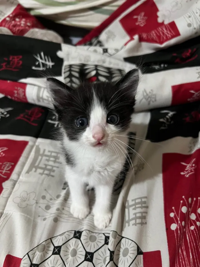 Gato ra a SRD-ViraLata idade Abaixo de 2 meses nome Dante