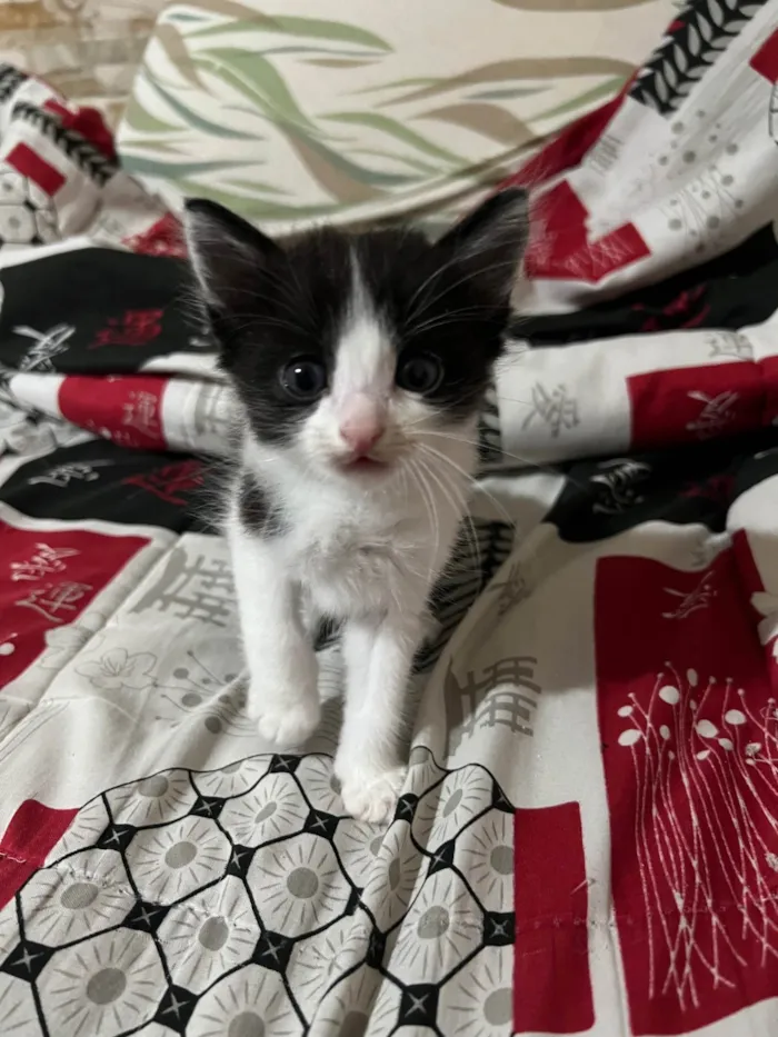 Gato ra a SRD-ViraLata idade Abaixo de 2 meses nome Dante