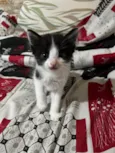 Dante