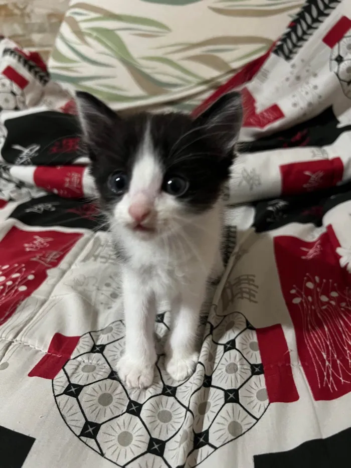 Gato ra a SRD-ViraLata idade Abaixo de 2 meses nome Dante