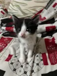 Dante