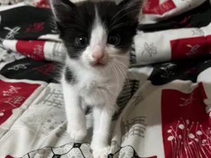 Gato raça SRD-ViraLata idade Abaixo de 2 meses nome Dante