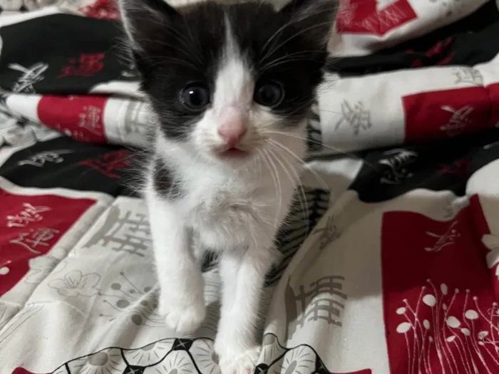 Gato ra a SRD-ViraLata idade Abaixo de 2 meses nome Dante