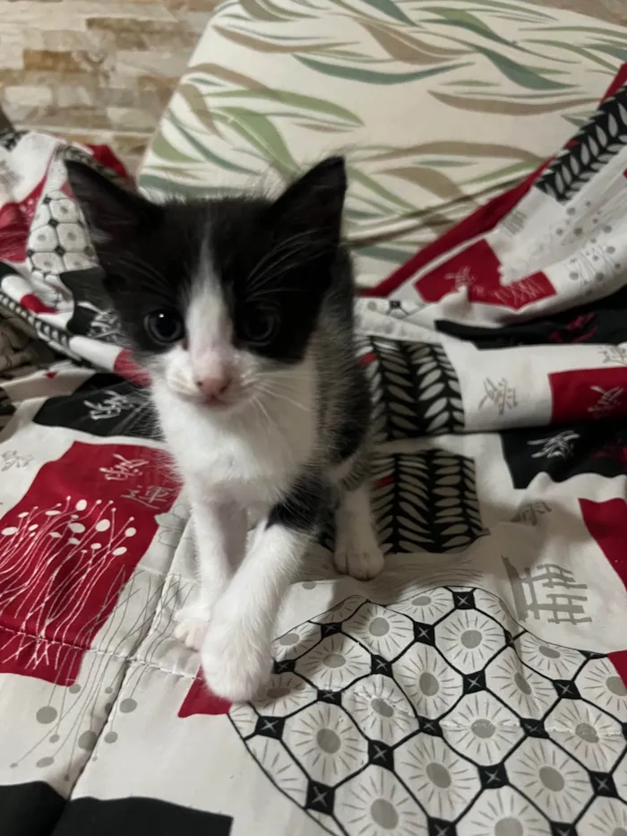 Gato ra a SRD-ViraLata idade Abaixo de 2 meses nome Atleticana 