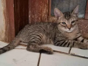 Gato raça SRD-ViraLata idade 2 a 6 meses nome Mingau 