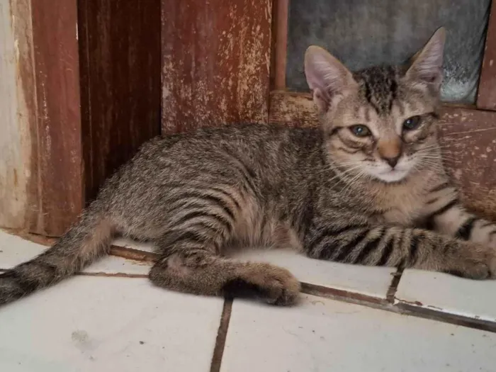 Gato ra a SRD-ViraLata idade 2 a 6 meses nome Mingau 
