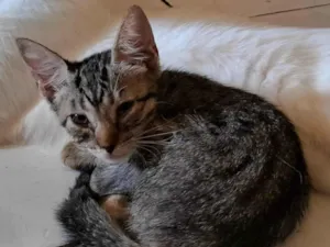Gato raça SRD-ViraLata idade 2 a 6 meses nome Pérola