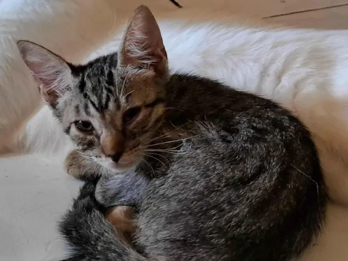 Gato ra a SRD-ViraLata idade 2 a 6 meses nome Pérola