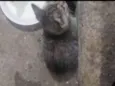 gato 