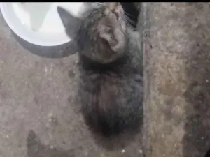 Gato raça Exótico idade 2 a 6 meses nome gato 