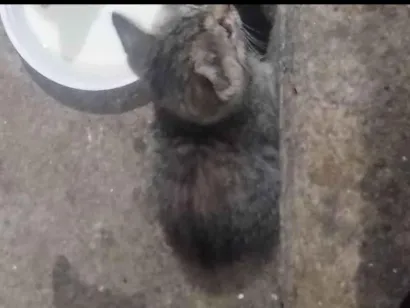 Gato raça Exótico idade 2 a 6 meses nome gato 