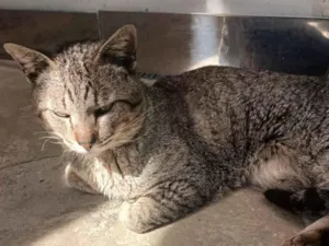 Gato raça Exótico idade 2 anos nome Dino