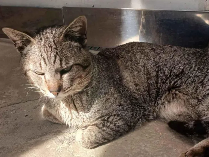 Gato ra a Exótico idade 2 anos nome Dino