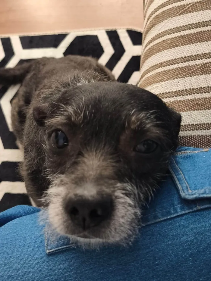 Cachorro ra a SRD-ViraLata idade 6 ou mais anos nome Bruce 