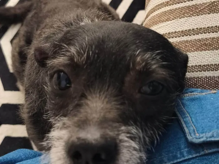 Cachorro ra a SRD-ViraLata idade 6 ou mais anos nome Bruce 