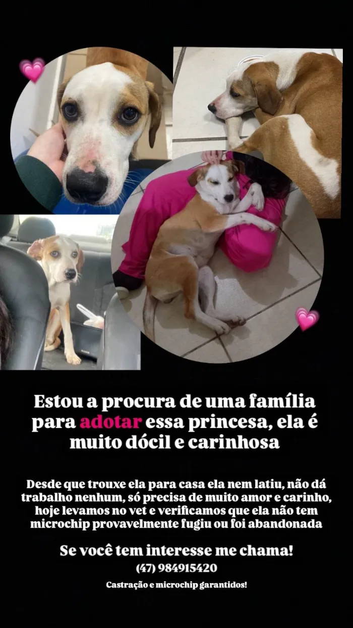 Cachorro ra a SRD-ViraLata idade 2 a 6 meses nome chica