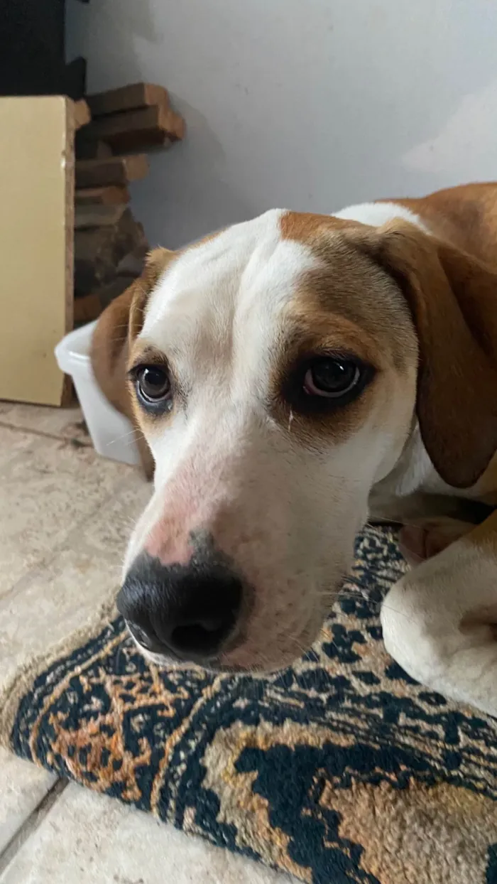 Cachorro ra a SRD-ViraLata idade 2 a 6 meses nome chica