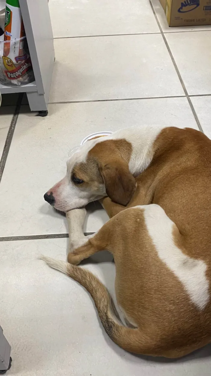 Cachorro ra a SRD-ViraLata idade 2 a 6 meses nome chica