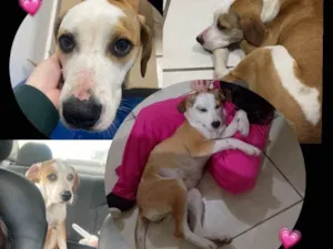 Cachorro raça SRD-ViraLata idade 2 a 6 meses nome chica