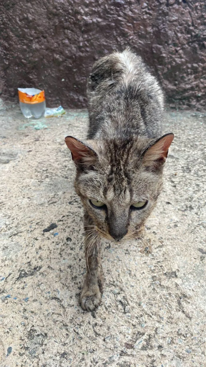 Gato ra a SRD-ViraLata idade 2 a 6 meses nome Falar com Bruno - Whats 11 96712-7296