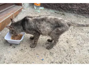 Gato raça SRD-ViraLata idade 2 a 6 meses nome Falar com Bruno - Whats 11 96712-7296