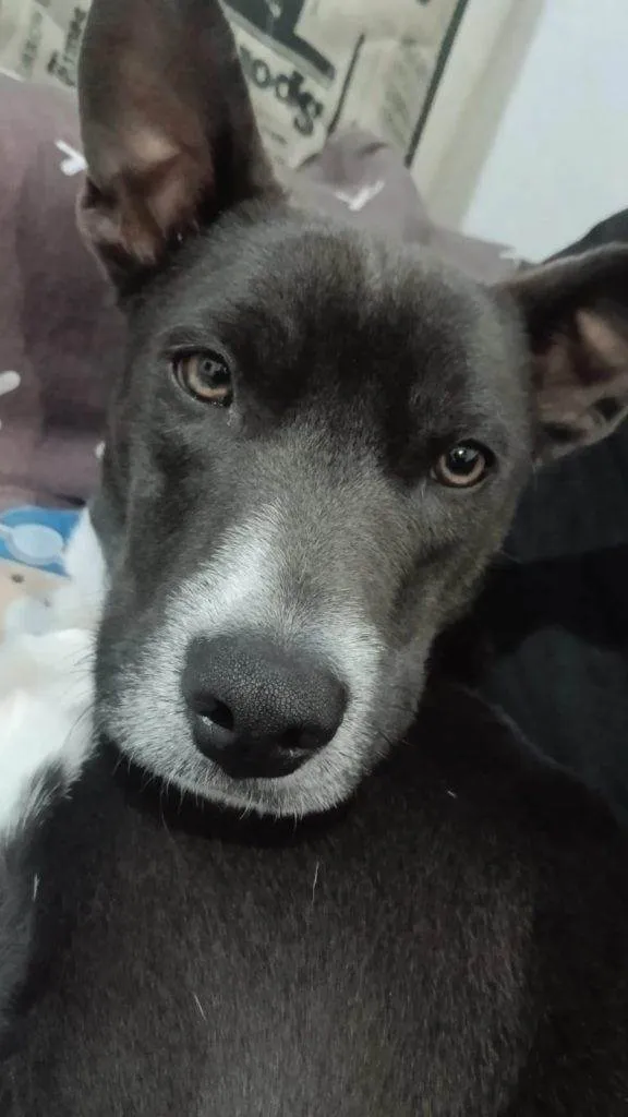 Cachorro ra a SRD-ViraLata idade 2 a 6 meses nome Falar com Gabriela - Whats 11 97843-6889