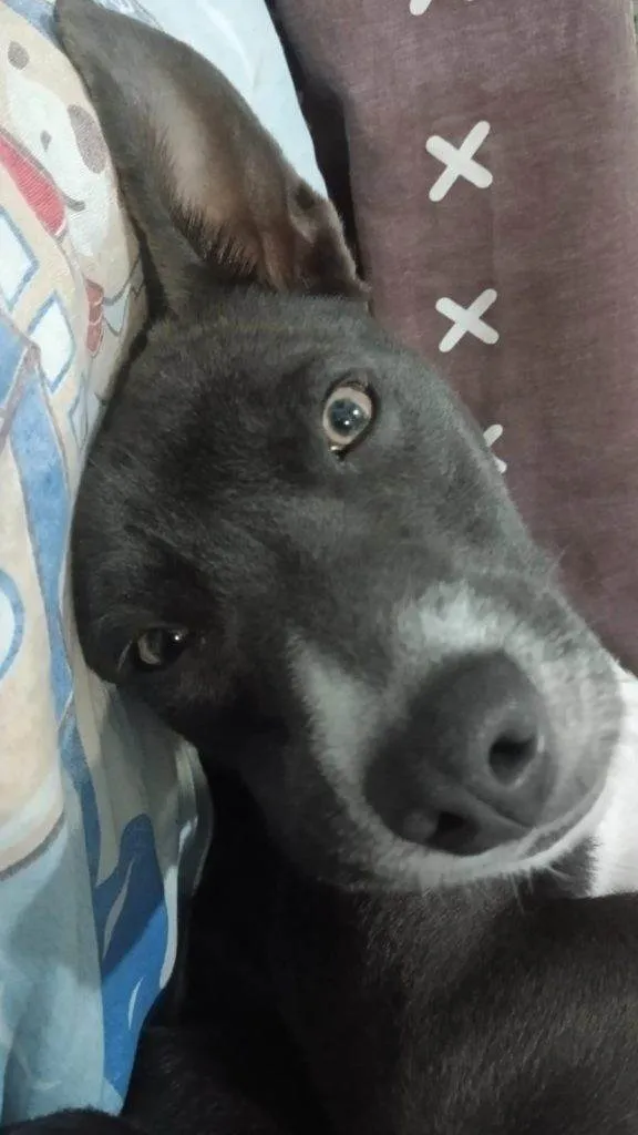 Cachorro ra a SRD-ViraLata idade 2 a 6 meses nome Falar com Gabriela - Whats 11 97843-6889