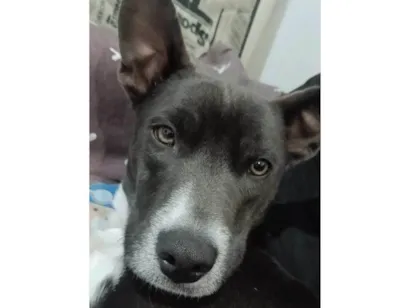 Cachorro raça SRD-ViraLata idade 2 a 6 meses nome Falar com Gabriela - Whats 11 97843-6889