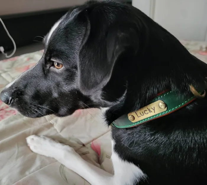Cachorro ra a SRD-ViraLata idade 2 a 6 meses nome Falar com Iara - Whats 11 96033-8452