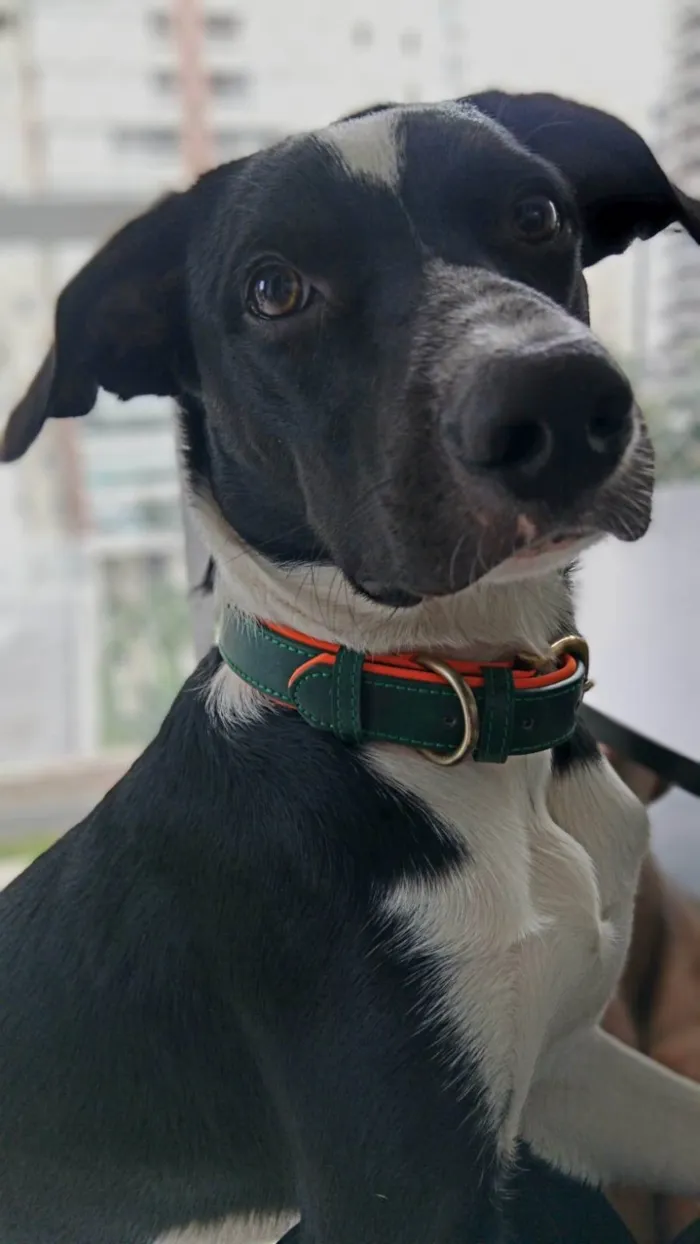 Cachorro ra a SRD-ViraLata idade 2 a 6 meses nome Falar com Iara - Whats 11 96033-8452