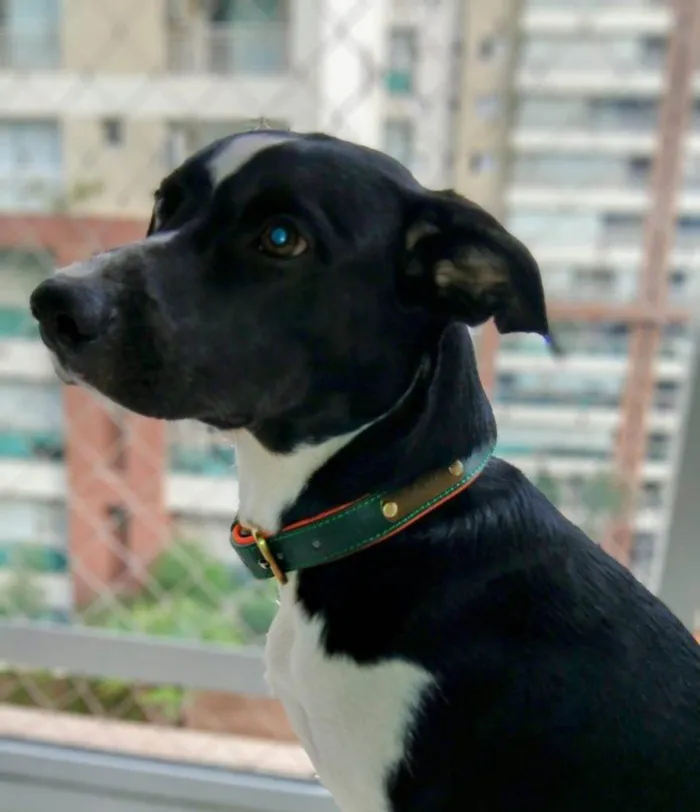 Cachorro ra a SRD-ViraLata idade 2 a 6 meses nome Falar com Iara - Whats 11 96033-8452