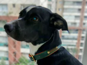 Cachorro raça SRD-ViraLata idade 2 a 6 meses nome Falar com Iara - Whats 11 96033-8452