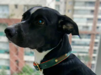 Cachorro raça SRD-ViraLata idade 2 a 6 meses nome Falar com Iara - Whats 11 96033-8452