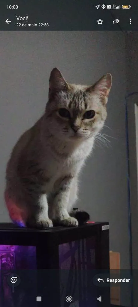 Gato ra a SRD-ViraLata idade 2 a 6 meses nome Falar com Thales - Whats 11 97522-8350
