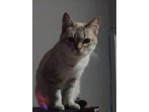Gato raça SRD-ViraLata idade 2 a 6 meses nome Falar com Thales - Whats 11 97522-8350
