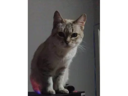 Gato raça SRD-ViraLata idade 2 a 6 meses nome Falar com Thales - Whats 11 97522-8350