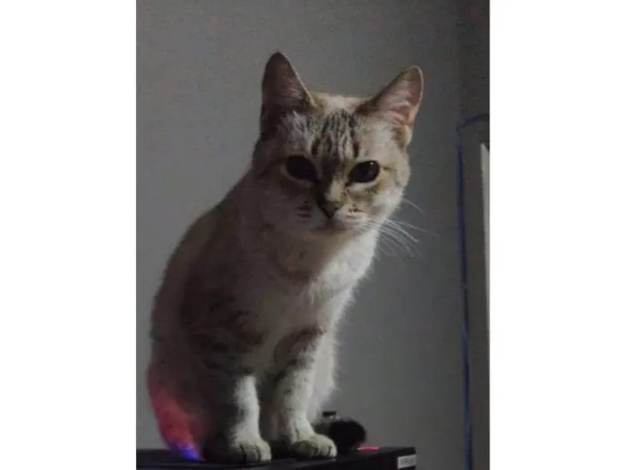 Gato ra a SRD-ViraLata idade 2 a 6 meses nome Falar com Thales - Whats 11 97522-8350