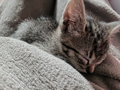 Gato raça Exótico idade 2 a 6 meses nome Anna Luiza 