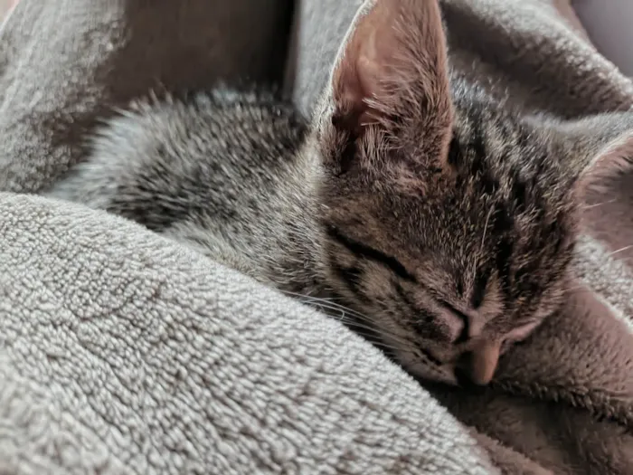 Gato ra a Exótico idade 2 a 6 meses nome Anna Luiza 
