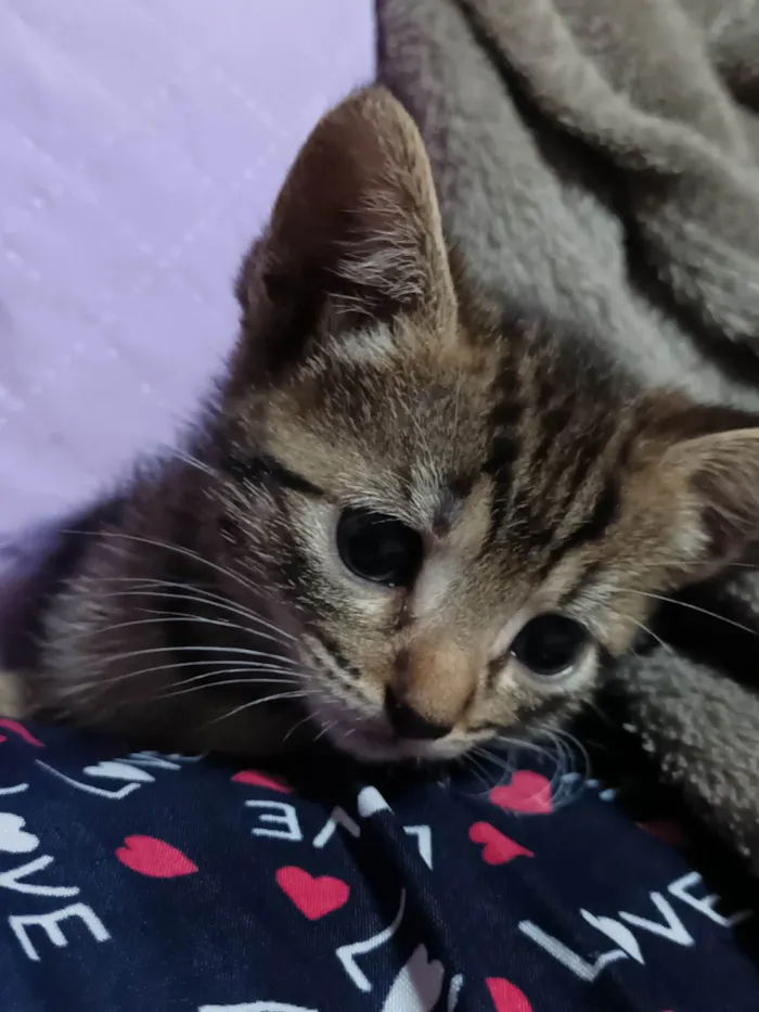 Gato ra a Exótico idade 2 a 6 meses nome Anna Luiza 