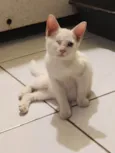 Piscadela