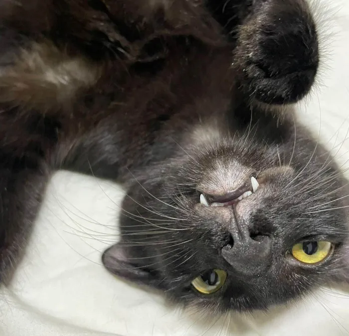 Gato ra a Angorá idade 2 a 6 meses nome Pretinho