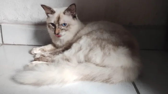 Gato ra a Angorá idade 7 a 11 meses nome Marie
