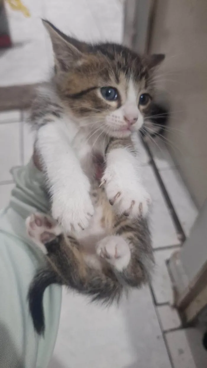 Gato ra a Siamês idade Abaixo de 2 meses nome Filhote 